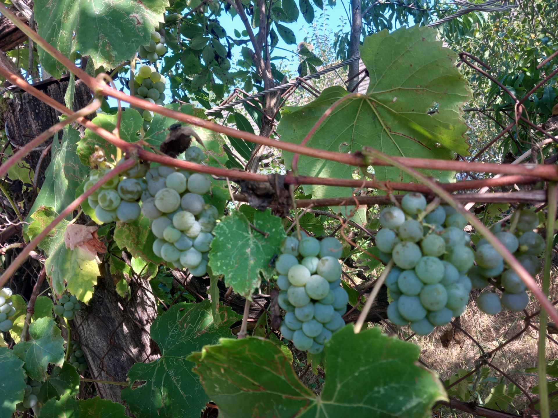 Szőlősor Vendégház - szőlőink a kertben