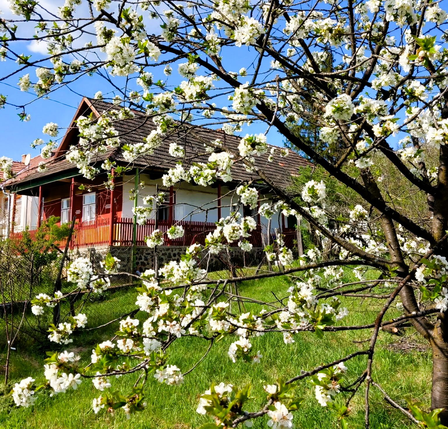Szőlősor Vendégház- tavasszal